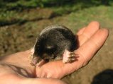 img004.jpeg.small.jpeg